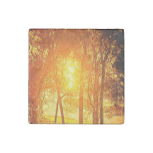 Soleil et arbres