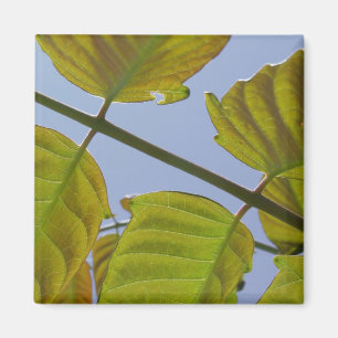 Magnet feuille