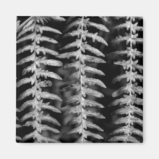 Magnet Feuille de fougères noires et blanches (Devant)