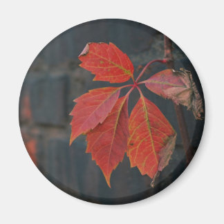 Magnet Feuille rouge