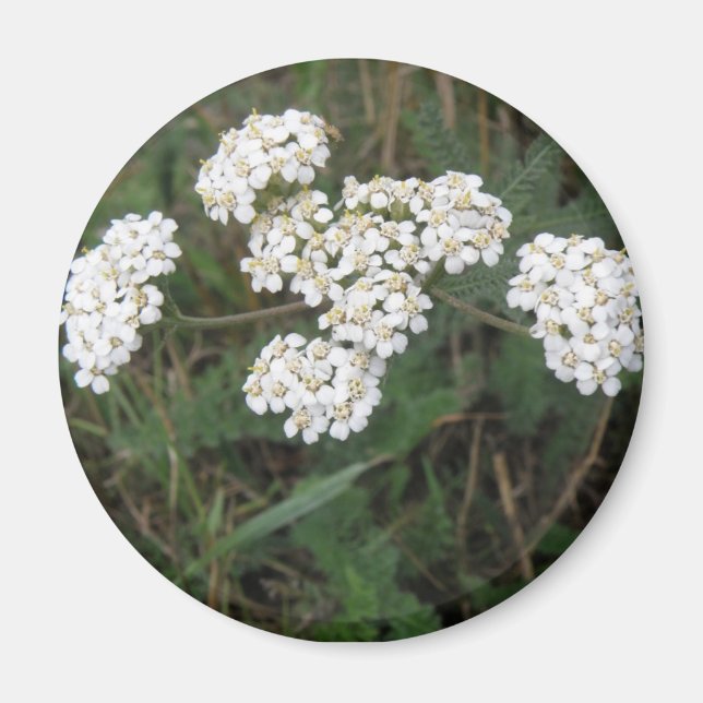 Magnet Fleur sauvage blanc (Devant)