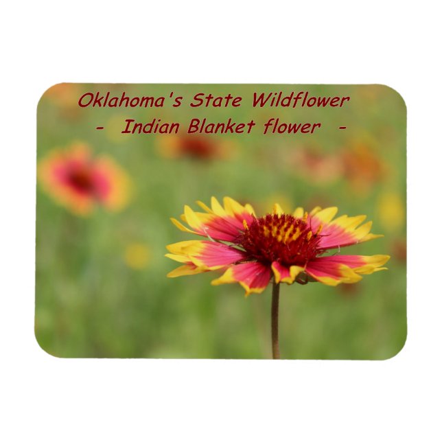 Magnet Fleur sauvage de l'État de l'Oklahoma (Horizontal)