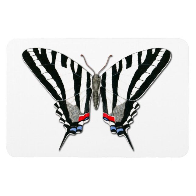 Magnet Flexi de papillon Zebra Swallowtail (Horizontal)