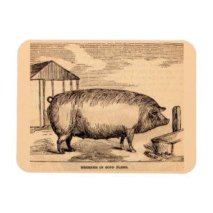 Magnet Flexible 19th century pit 'Breeder in Good Flesh'