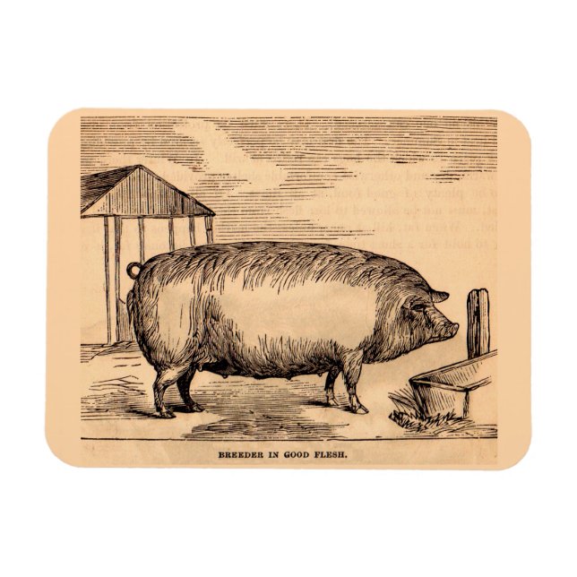 Magnet Flexible 19th century pit 'Breeder in Good Flesh' (Horizontal)