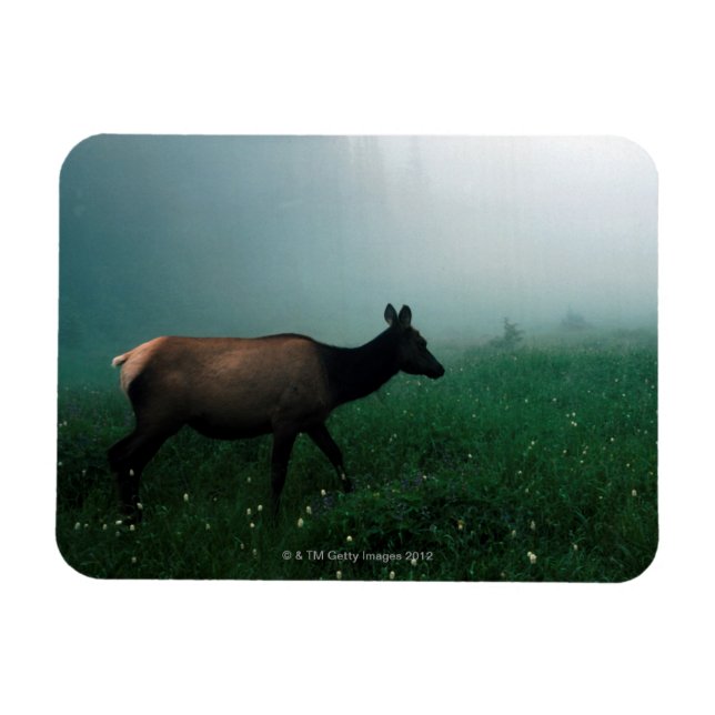 MAGNET FLEXIBLE 24121885 (Horizontal)