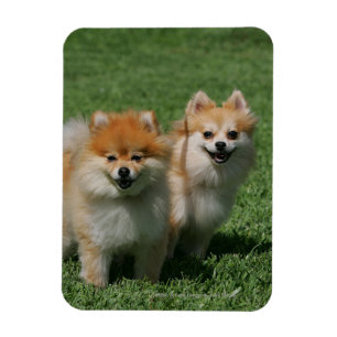 Magnet Flexible 2 Pomeranians regardant l'appareil-photo