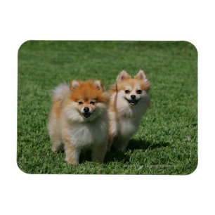 Magnet Flexible 2 Pomeranians regardant l'appareil-photo