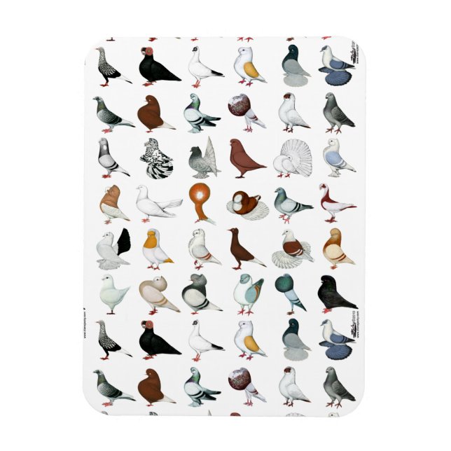 Magnet Flexible 36 races de pigeons (Vertical)