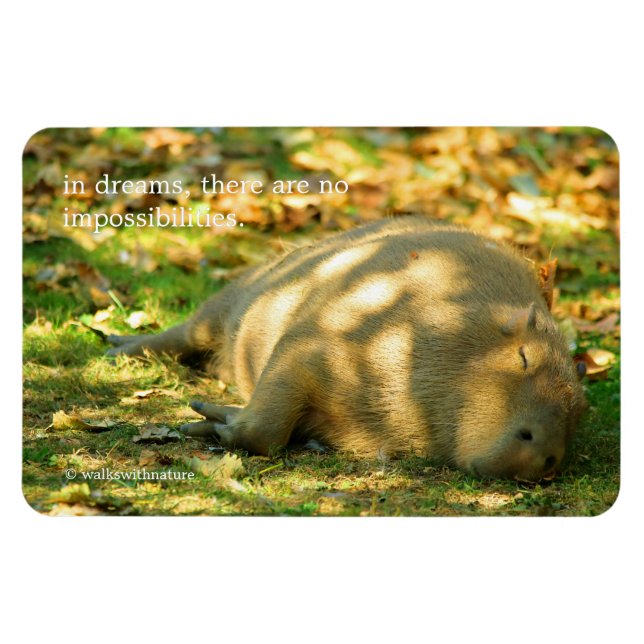 Magnet Flexible A Cute Capybara Dreams in the Summer Sun (Horizontal)