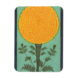 Magnet Flexible A Marigold, de l'album Small Clive (avec c/c sur p