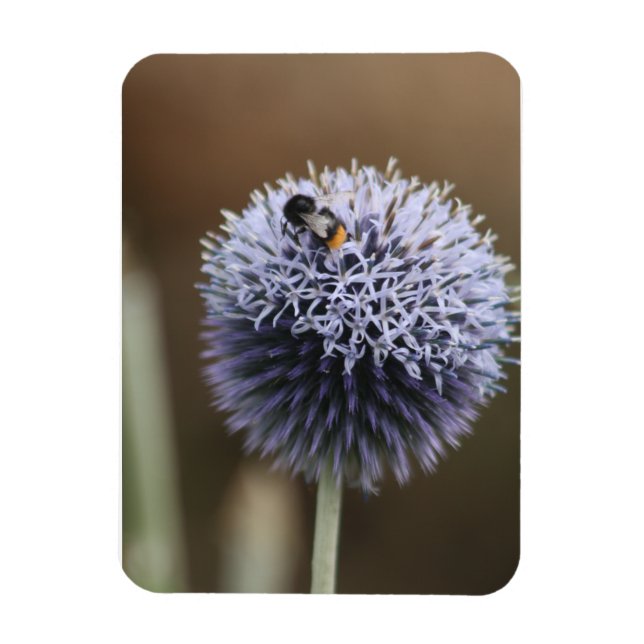 Magnet Flexible Abee sur aimant Allium (Vertical)