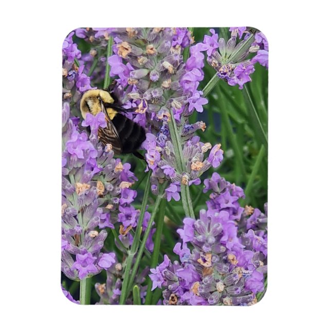 Magnet Flexible Abeille à Miel sur la Lavande (Vertical)