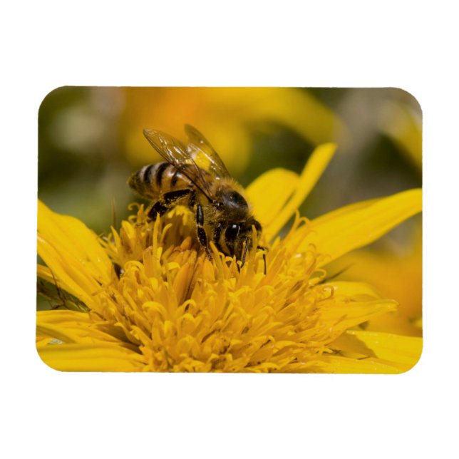 Magnet Flexible Abeille Africaine Avec Sacs De Pollen En Train De  (Horizontal)