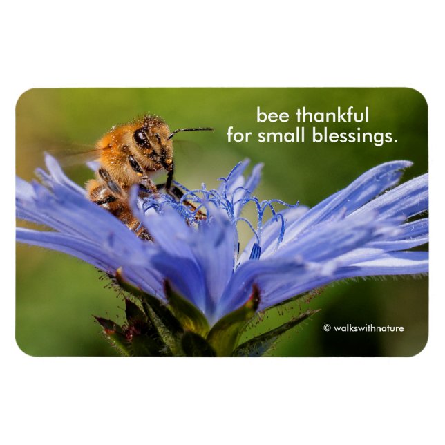 Magnet Flexible Abeille de miel sur la fleur du Radicchio (Horizontal)
