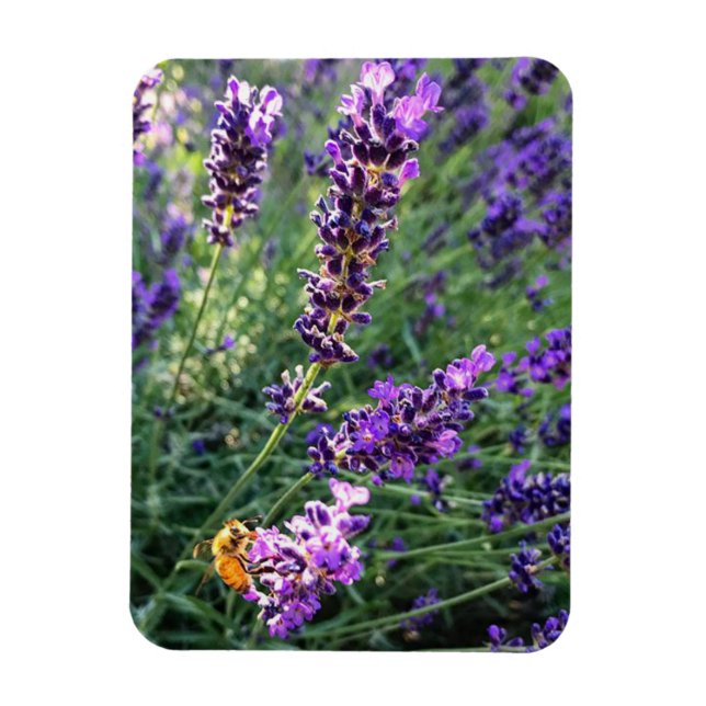 Magnet Flexible Abeille et lavande (Vertical)