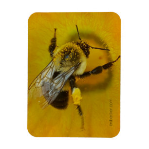 Magnet Flexible Abeille recouverte de pollen