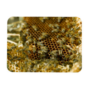 Magnet Flexible Abeilles dans une ruche, Western Cape, Afrique du
