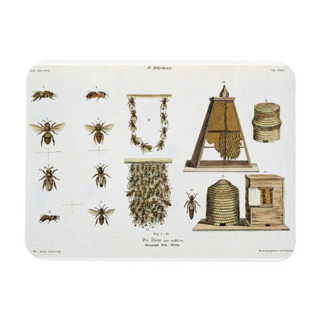 Magnet Flexible Abeilles et apiculture, de "The Young Landsman", p (Horizontal)