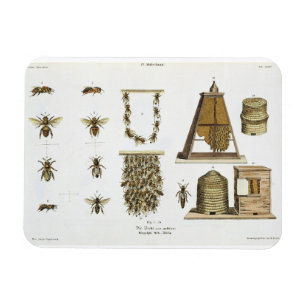 Magnet Flexible Abeilles et apiculture, "du jeune terrien", p