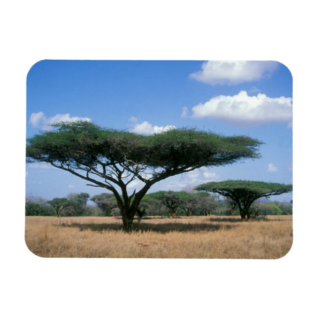 Magnet Flexible Acacia tortilis, Mkuze (Horizontal)
