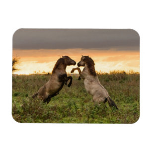 Magnet Flexible Accélération des chevaux sauvages aimant rectangul