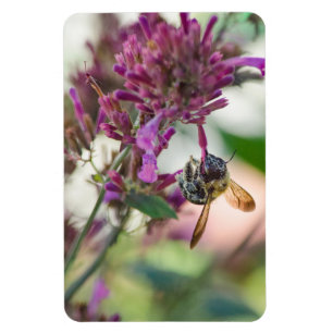 Magnet Flexible Accrocher sur la menthe de colibri