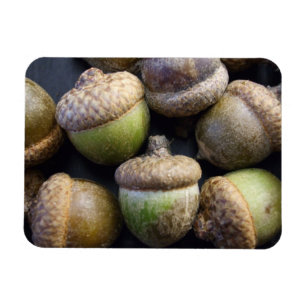 Magnet Flexible Acorns