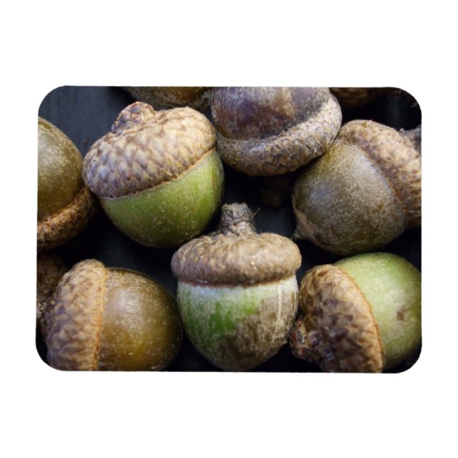 Magnet Flexible Acorns (Horizontal)
