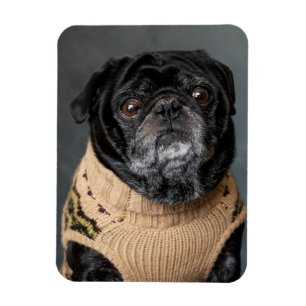 Magnet Flexible Adorable carlin noir en chandail