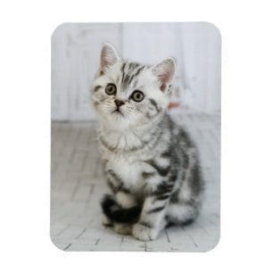 Magnet Flexible adorable Kitten blanc et gris