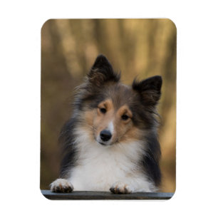 Magnet Flexible Adorable Sheltie, Shetland Sheepdog Pup