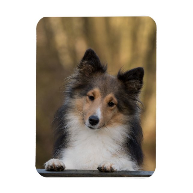Magnet Flexible Adorable Sheltie, Shetland Sheepdog Pup (Vertical)