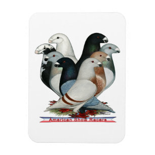 Magnet Flexible Afficher huit pilotes
