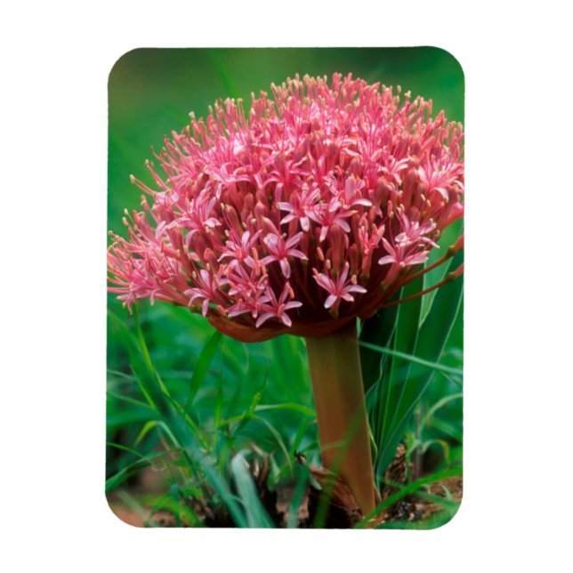 Magnet Flexible African Lily (agapanthus praecox), Mala Mala (Vertical)