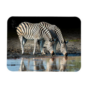 Magnet Flexible Afrique,Botswana, Delta de l'Okavango, Davison Cam