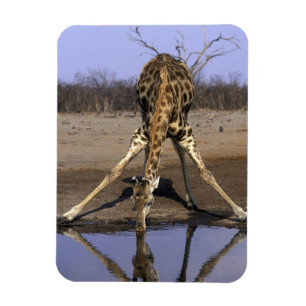 Magnet Flexible Afrique, Botswana, Parc national de Chobe, Girafe