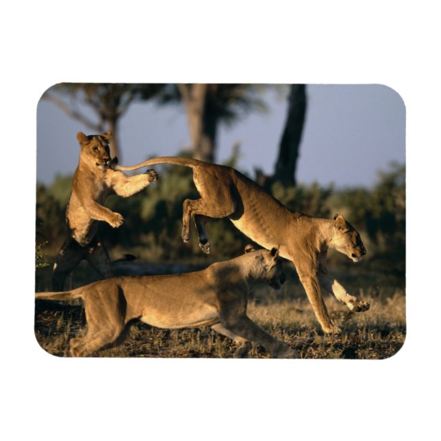 Magnet Flexible Afrique, Botswana, Parc national de Chobe, Lionnes (Horizontal)
