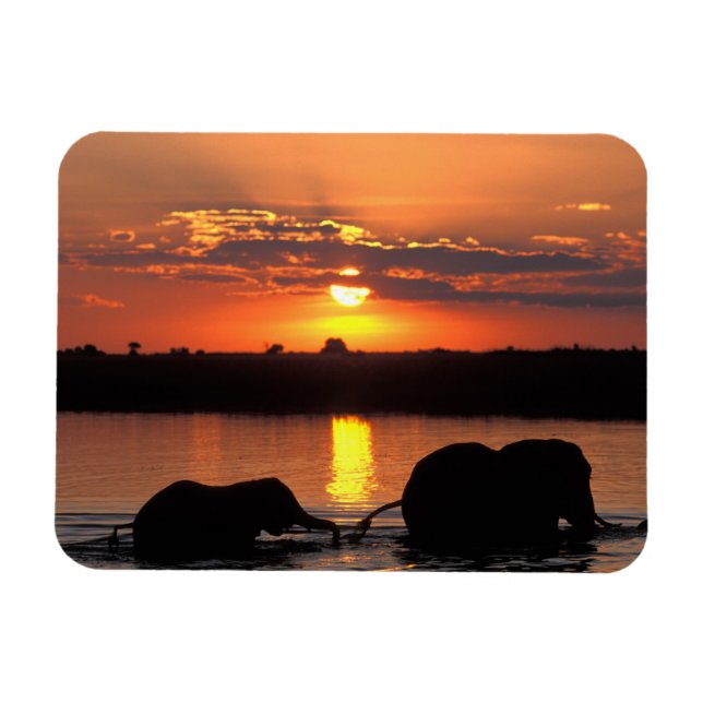 Magnet Flexible Afrique, Botswana, Parc national de Chobe, Troupea (Horizontal)