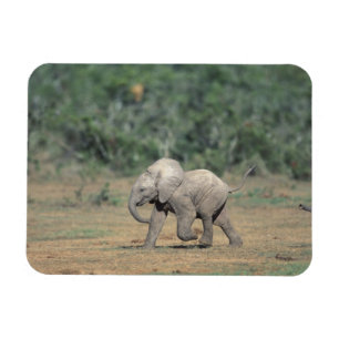 Magnet Flexible Afrique du Sud, Parc national d'Addo Elephant. Béb