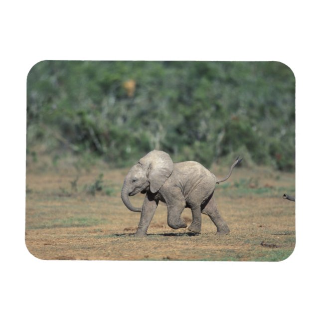 Magnet Flexible Afrique du Sud, Parc national d'Addo Elephant. Béb (Horizontal)