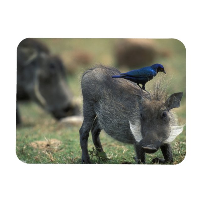 Magnet Flexible Afrique du Sud, Pilanesburg GR, Warthog (Horizontal)