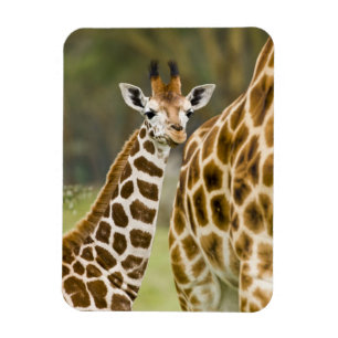 Magnet Flexible Afrique. Kenya. Girafe de Rothschild bébé