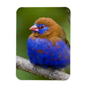 Magnet Flexible Afrique. Kenya. Grenadier pourpré