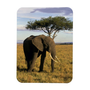 Magnet Flexible Afrique, Kenya, Maasai Mara. Un éléphant dans le