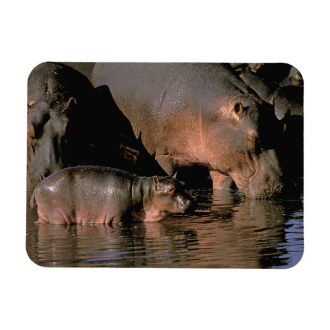 Magnet Flexible Afrique, Kenya, Masai Mara. Hippopotames communs (Horizontal)