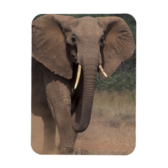 Magnet Flexible Afrique, Kenya, Nanyuki, Mpala. Éléphant d'Afrique (Vertical)