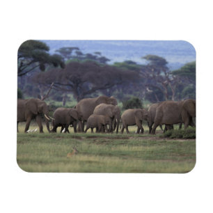 Magnet Flexible Afrique, Kenya, Parc national d'Amboseli. Éléphant