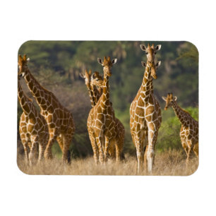 Magnet Flexible Afrique. Kenya. Troupeau de girafes réticulées