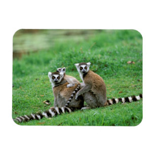 Magnet Flexible Afrique, Madagascar, Antananarivo, Tsimbazaza